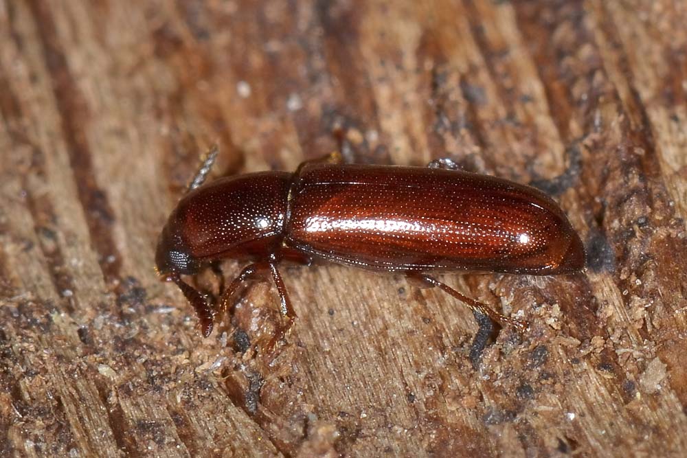 Corticeus unicolor